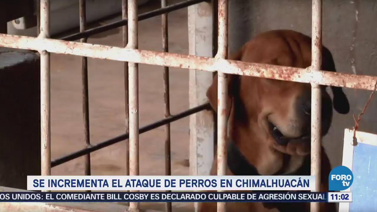 Se incrementa el ataque de perros en Chimalhuacán