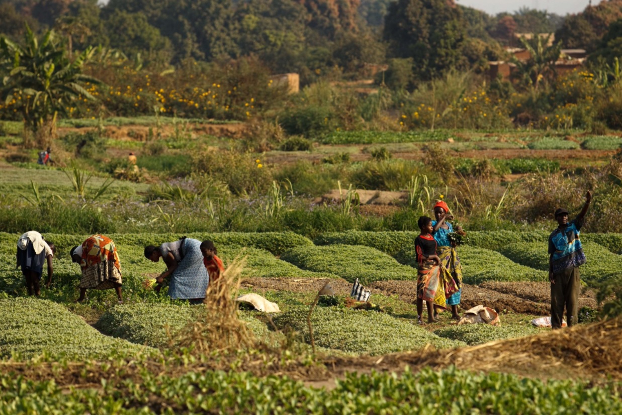 FAO llama a fortalecer el papel de la agroecología
