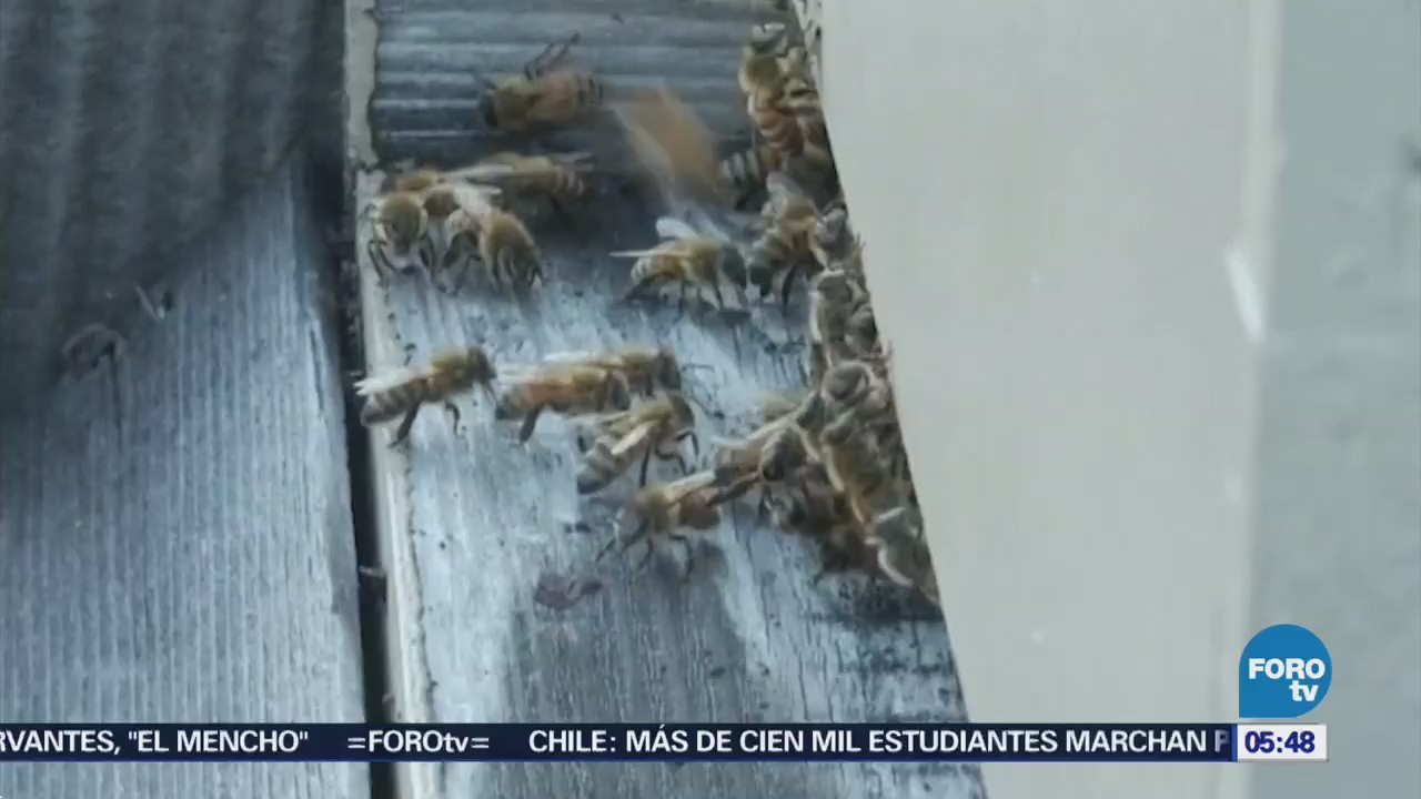 Fomentan crianza de abejas en azoteas de edificios de Nueva York