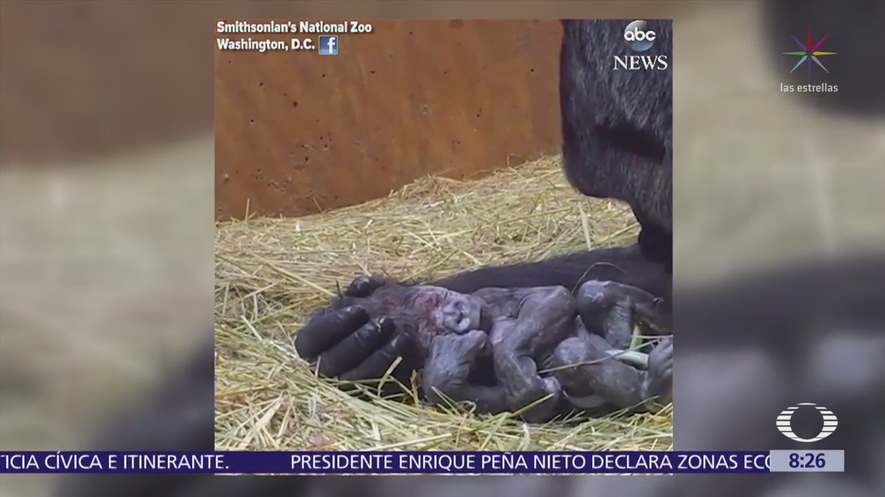 Gorila atiende a su bebé en zoológico de Washington