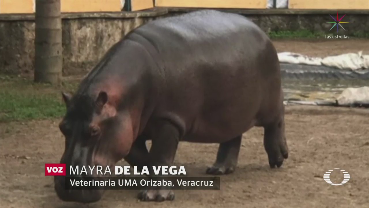 Hipopótamo 'Tyson' tiene nueva casa en Orizaba