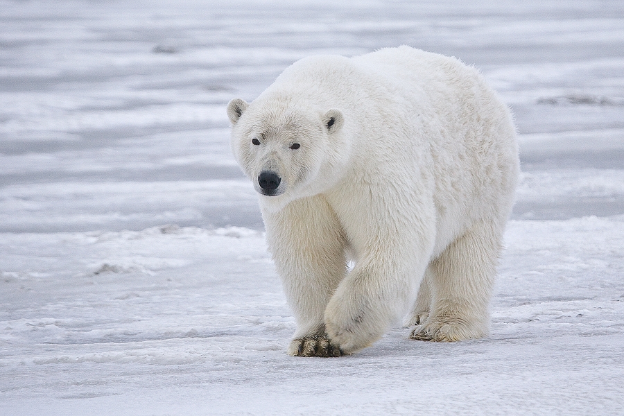foto-oso-polar-calentamiento-global-derretimiento-casquetes-polares-tierra