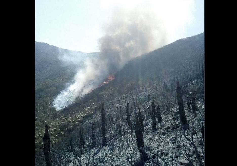 Reportan tres incendios forestales activos en Tamaulipas