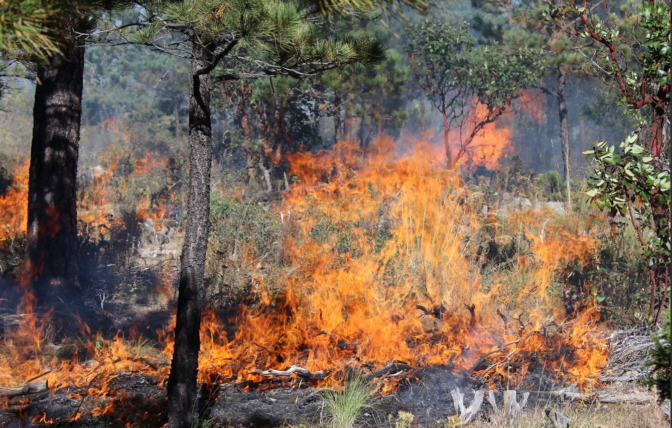 Reportan diez incendios forestales activos en Guerrero