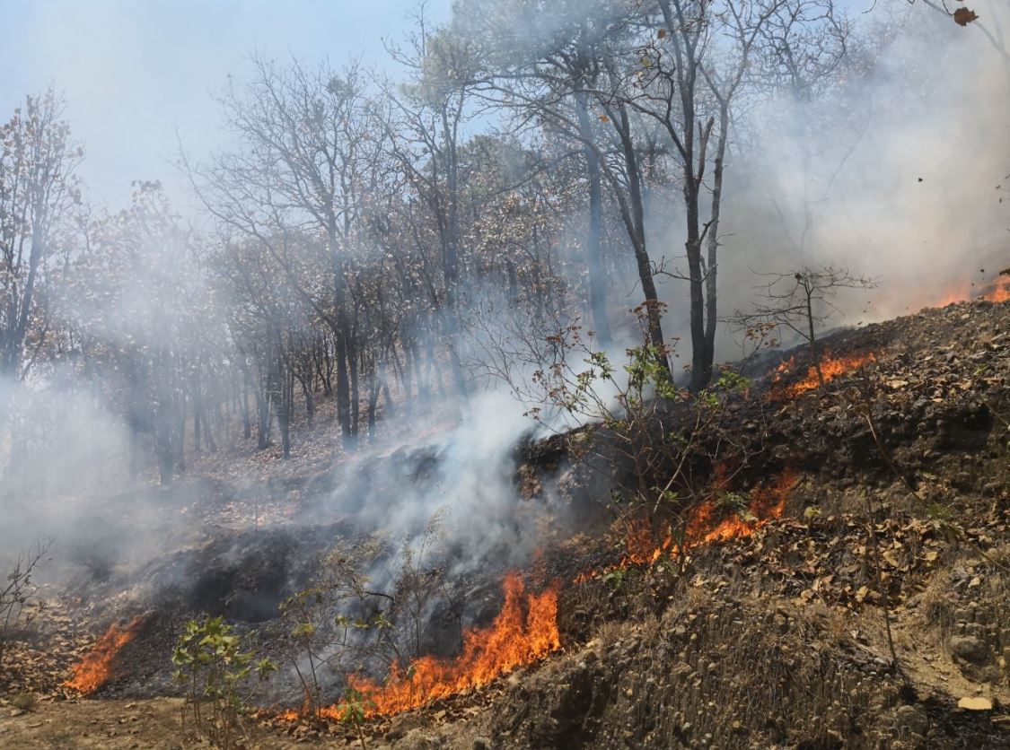 Suman 18 incendios forestales en lo que va del año Sinaloa: Conafor