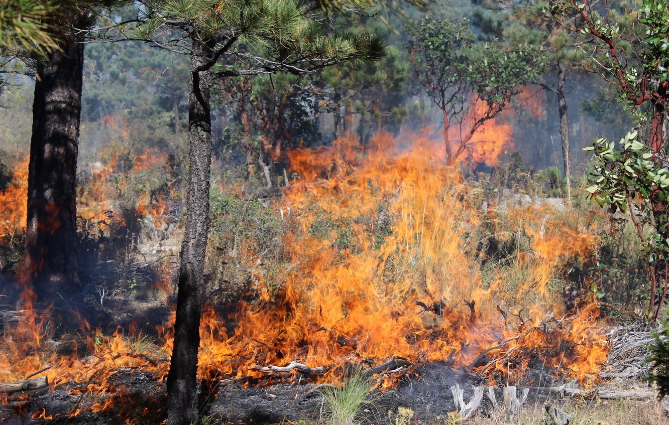 Incendios forestales han afectado más de tres mil hectáreas en Chiapas