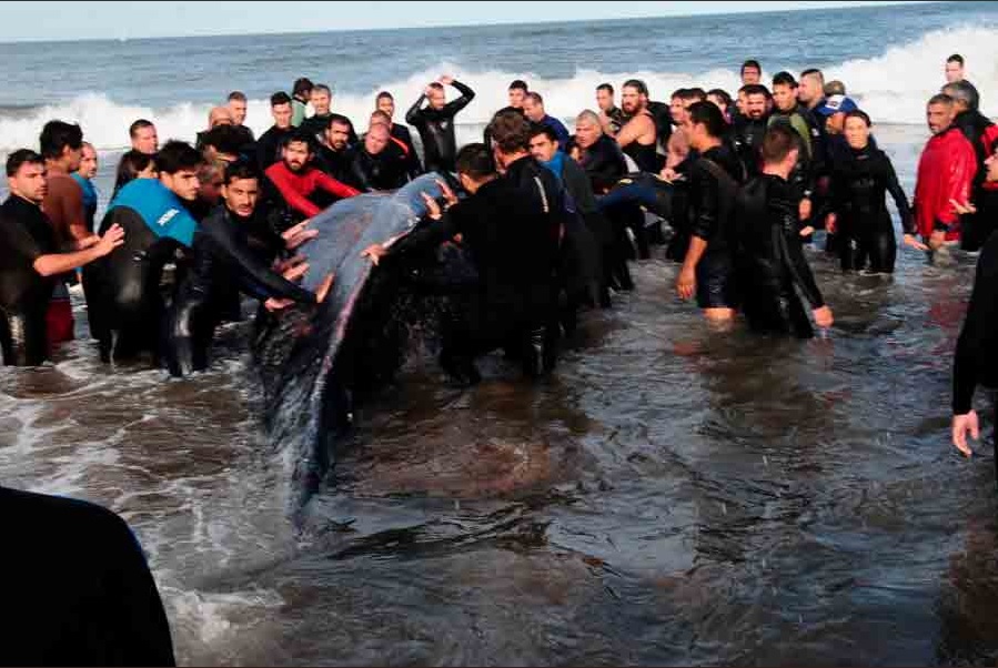 argentina intenta rescatar a una ballena varada en mar de plata