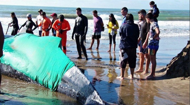 argentina intenta rescatar a una ballena varada en mar de plata