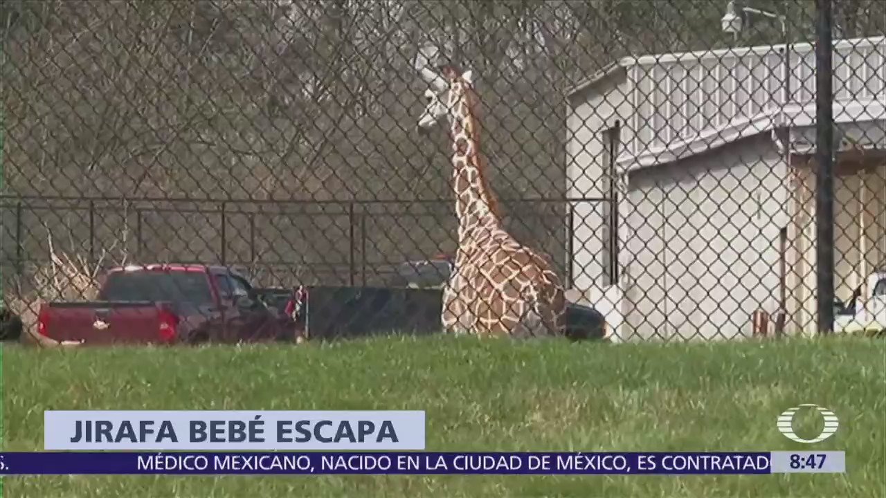 Jirafa bebé escapa de zoológico en Indiana