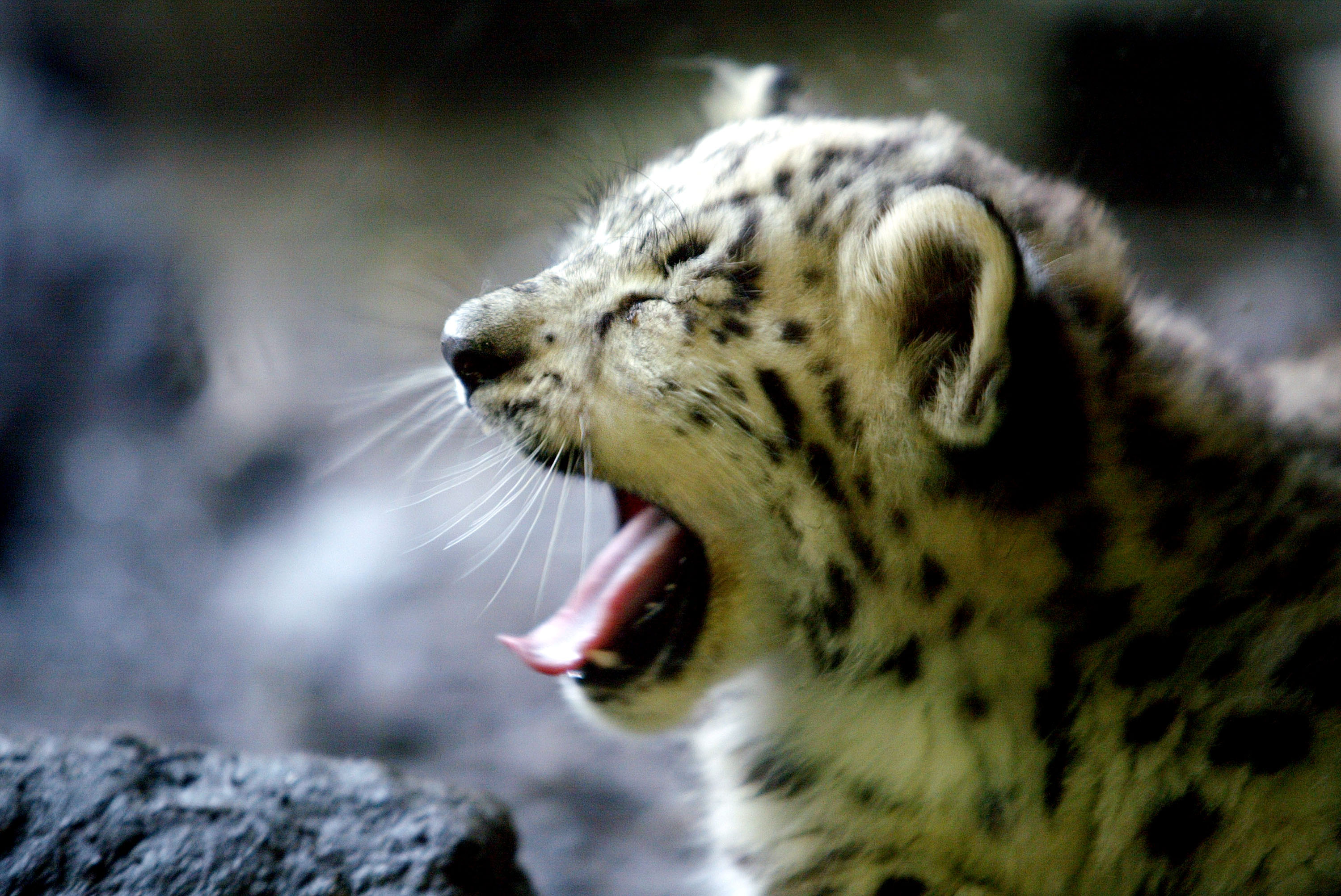 leopardo-bebe-bostezando