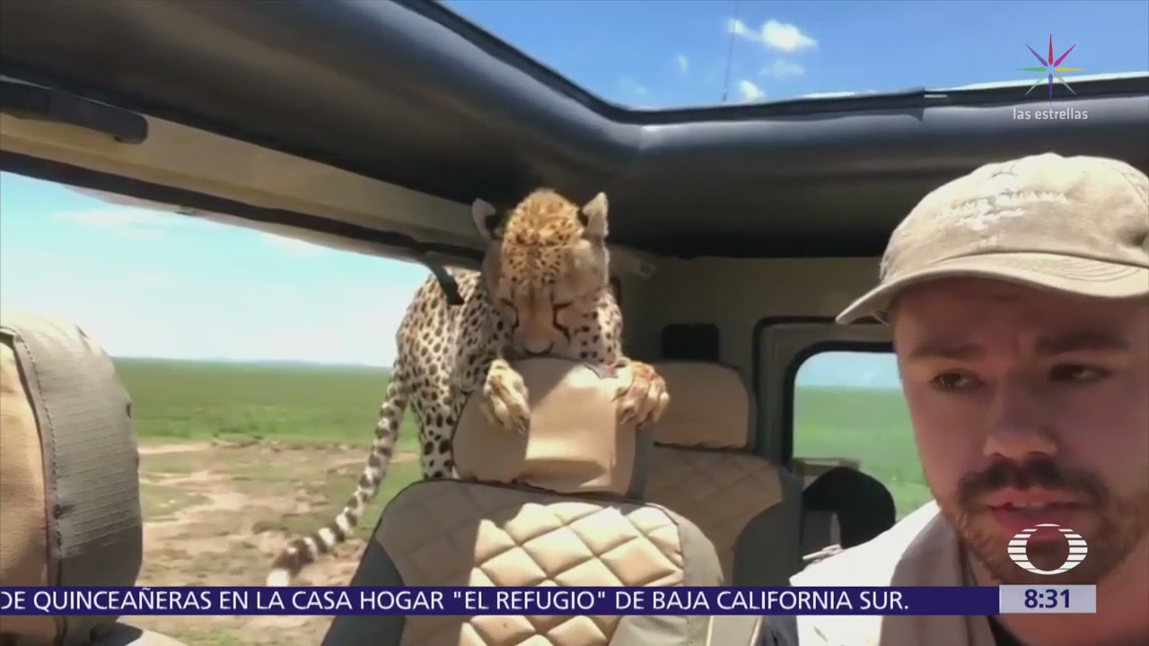 Leopardo se mete a coche con familia dentro