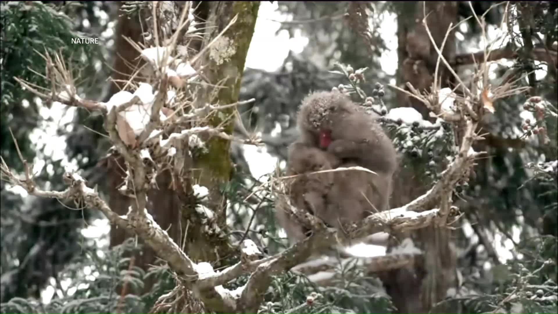 Monos japoneses Monos japoneses toman baños termalesbaños termales
