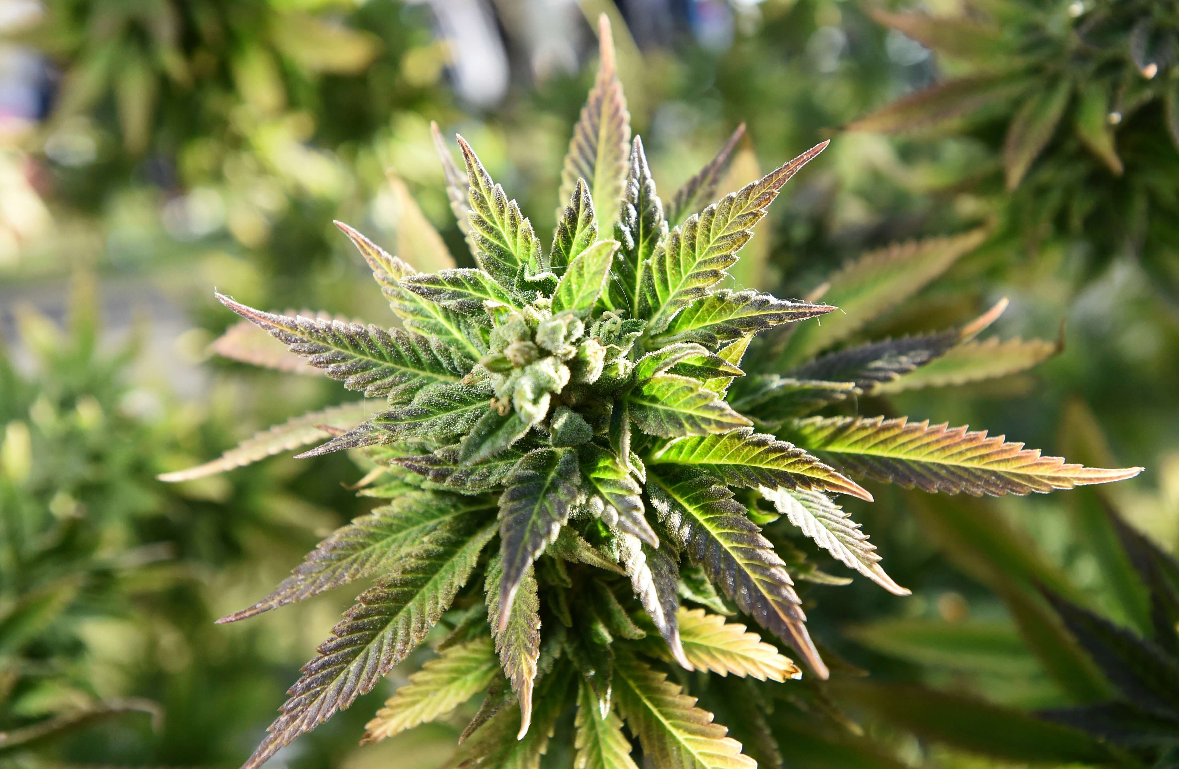 Cofepris asegura empresas interesadas en invertir en marihuana medicinal no desalentarán