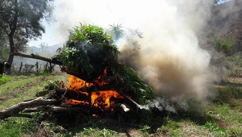 Destruyen más de 73 mil plantas de marihuana en Jalisco