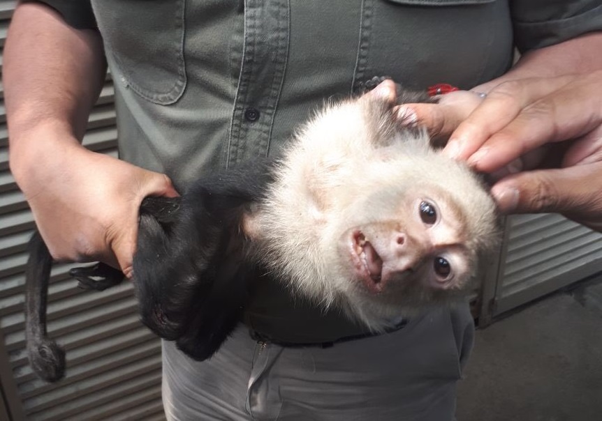 Capturan al mono capuchino que vagaba por árboles de Las Lomas