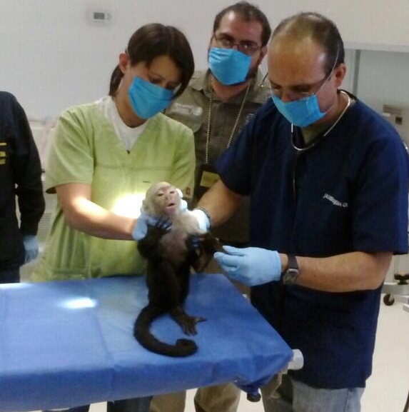 Mono capuchino estará en cuarentena en el Zoológico de Chapultepec