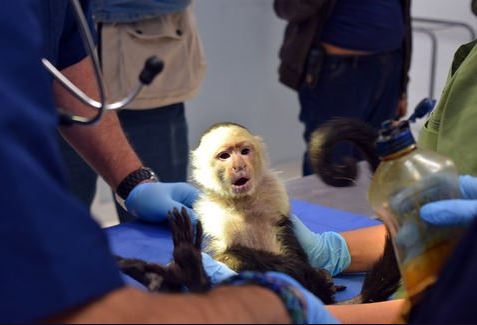 Investigan de dónde escapó el mono capuchino capturado en Lomas de Chapultepec