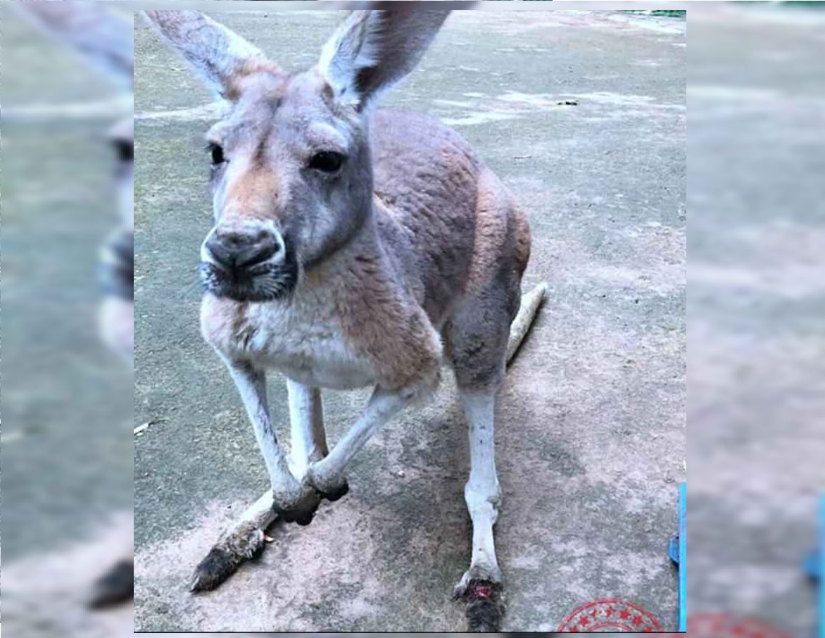 Canguro muere en un zoo de China por ladrillazos de visitantes