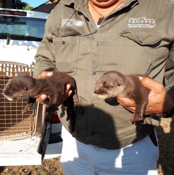 Profepa rescata a dos crías de nutrias en Tabasco
