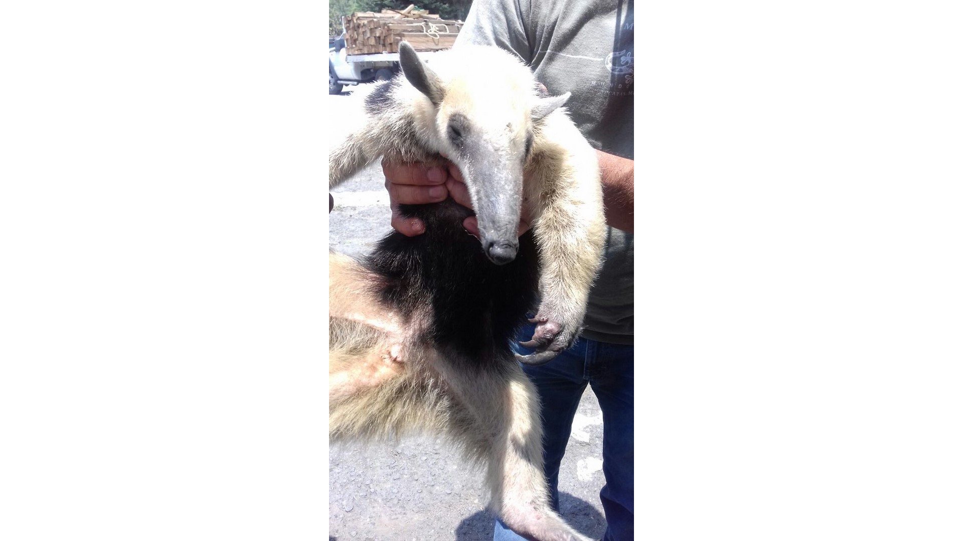 Rescatan a oso hormiguero en la colonia Morelos de la CDMX