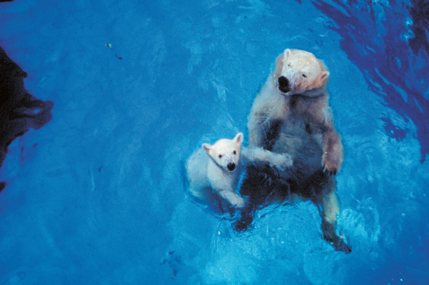 Muere en México osa polar Yupik en caluroso zoológico