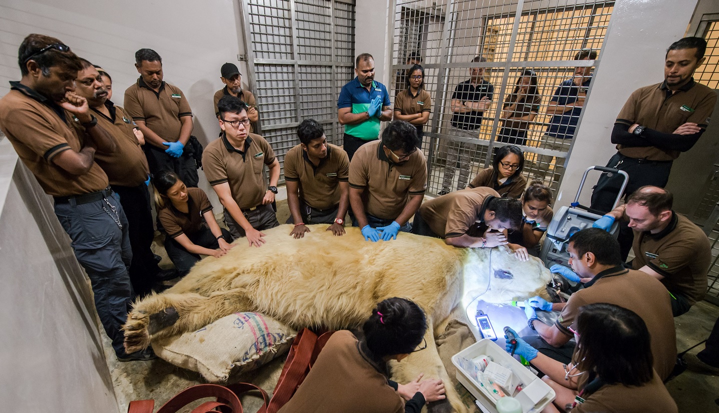 Muere ‘Inuka’, el único oso polar nacido en el trópico
