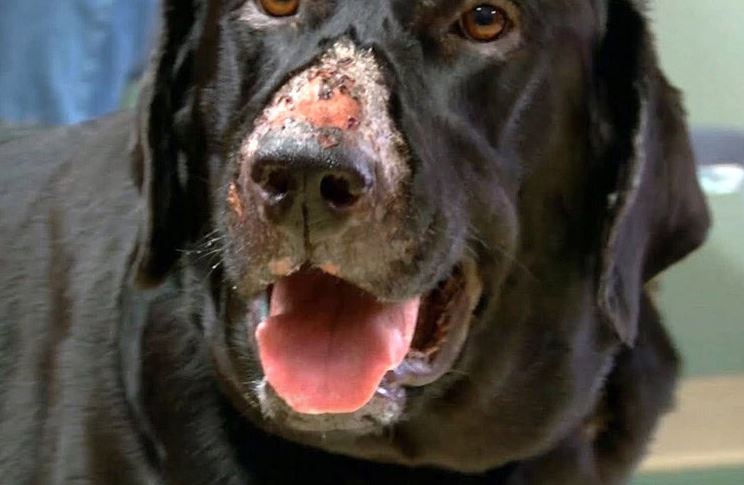 'Alabama Rot', la misteriosa enfermedad que podría arruinar las caminatas con tu perro