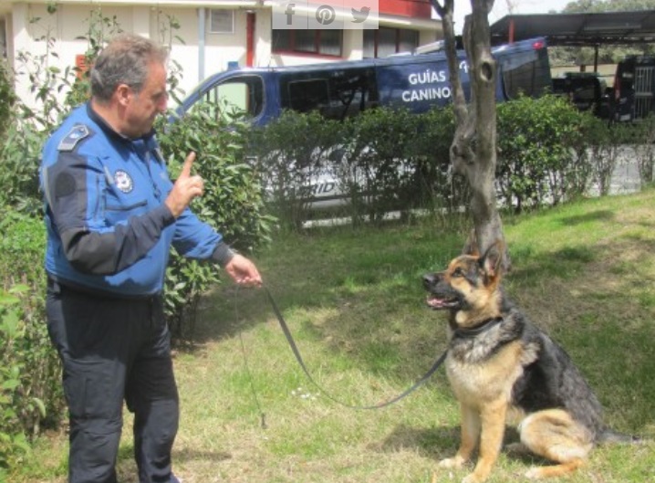 Perros policía de Madrid escuchan música de Mozart para relajarse