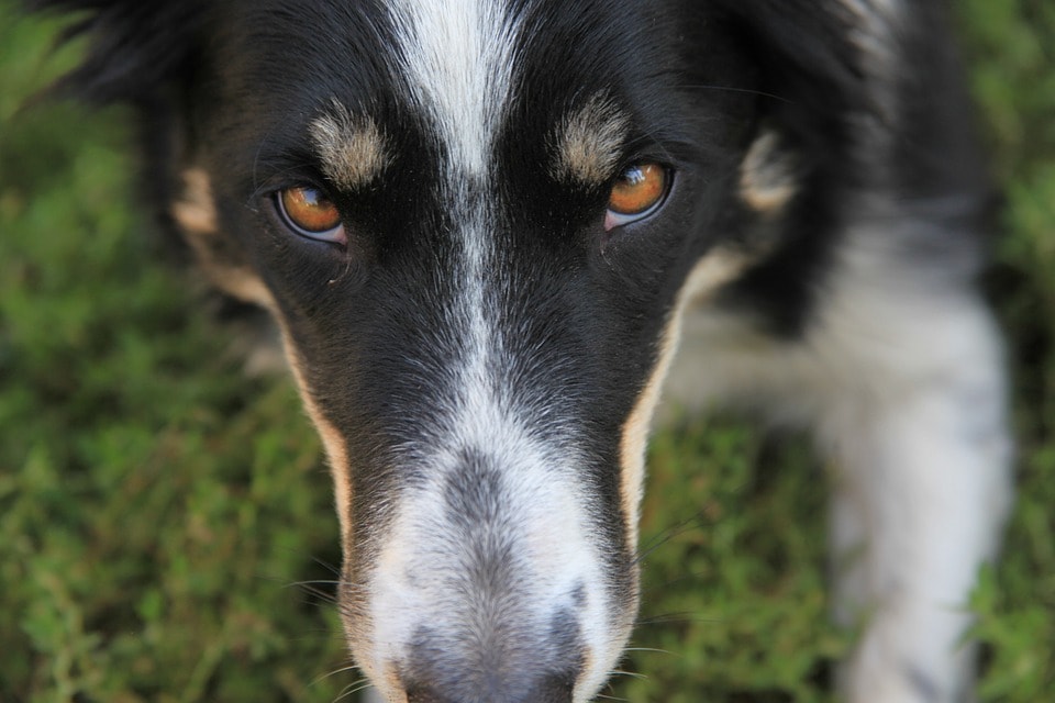 imagen-rostro-perro-pastor-australiano-salvo-nina-perdida