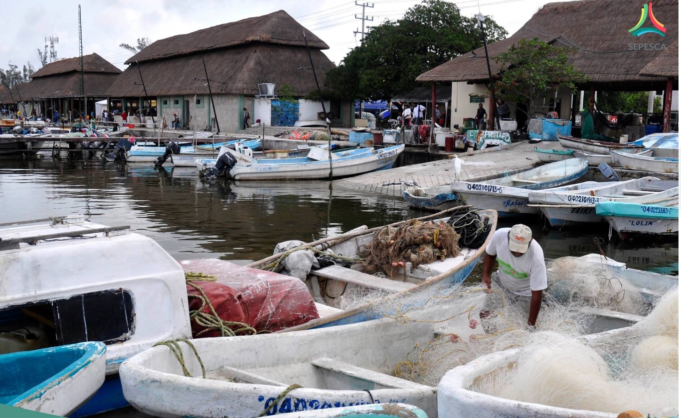 Inicia temporada de pesca de pepino de mar en Yucatán