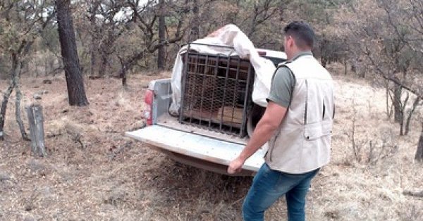 Profepa rescata puma que atacaba ganado en Riva Palacio, Chihuahua