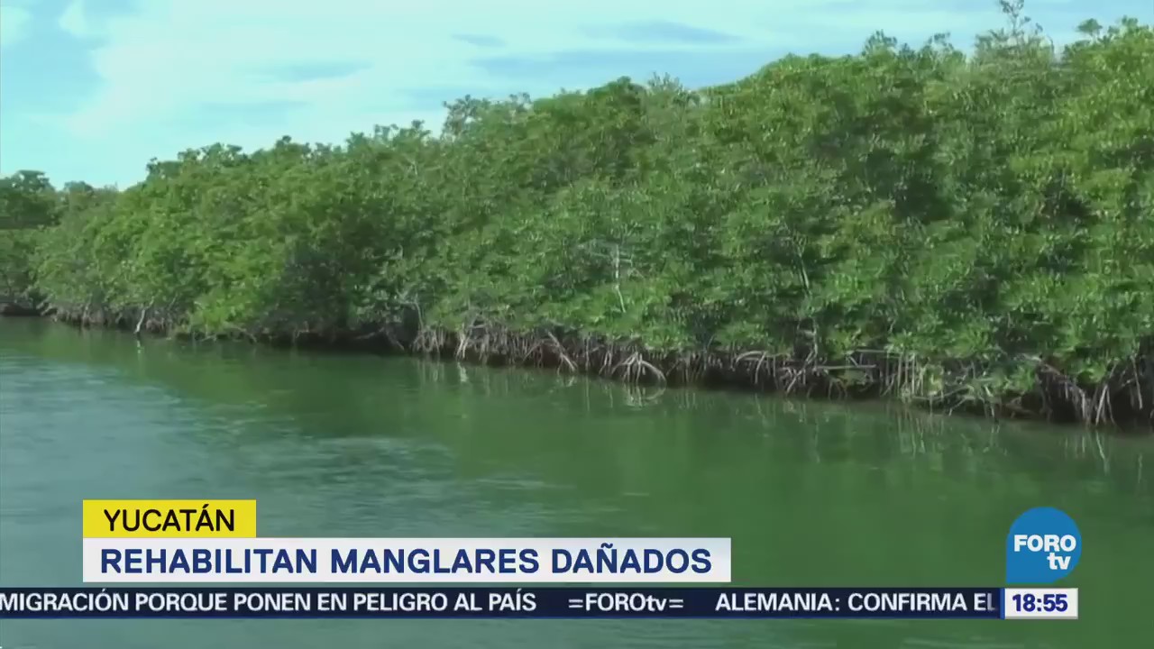 Rehabilitan manglares dañados ubicados en la 'Ría' en Yucatán