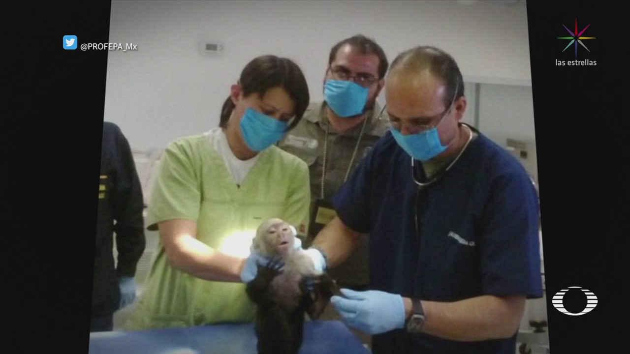 Imágenes Video Captura Mono Capuchino Lomas