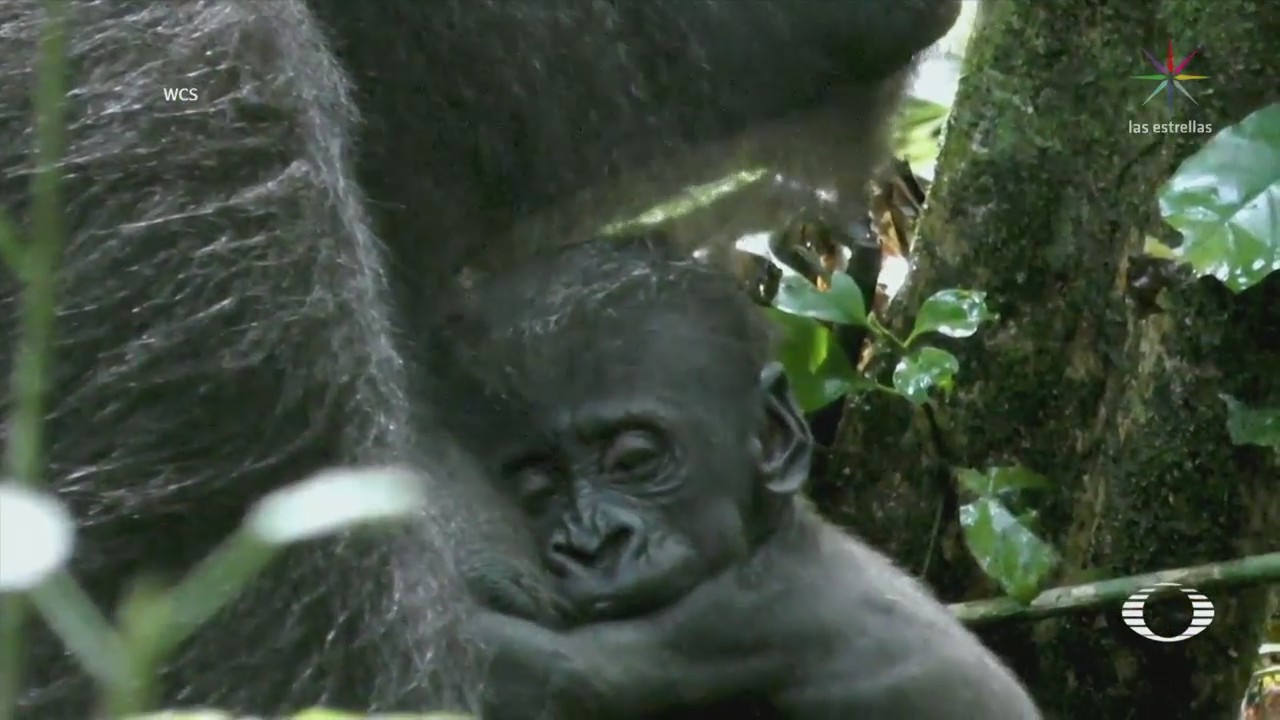 Revelan Imágenes Bebé Gorila República Congo