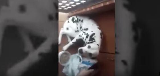 Video: Madre e hijo son denunciados por maltratar a cachorro dálmata
