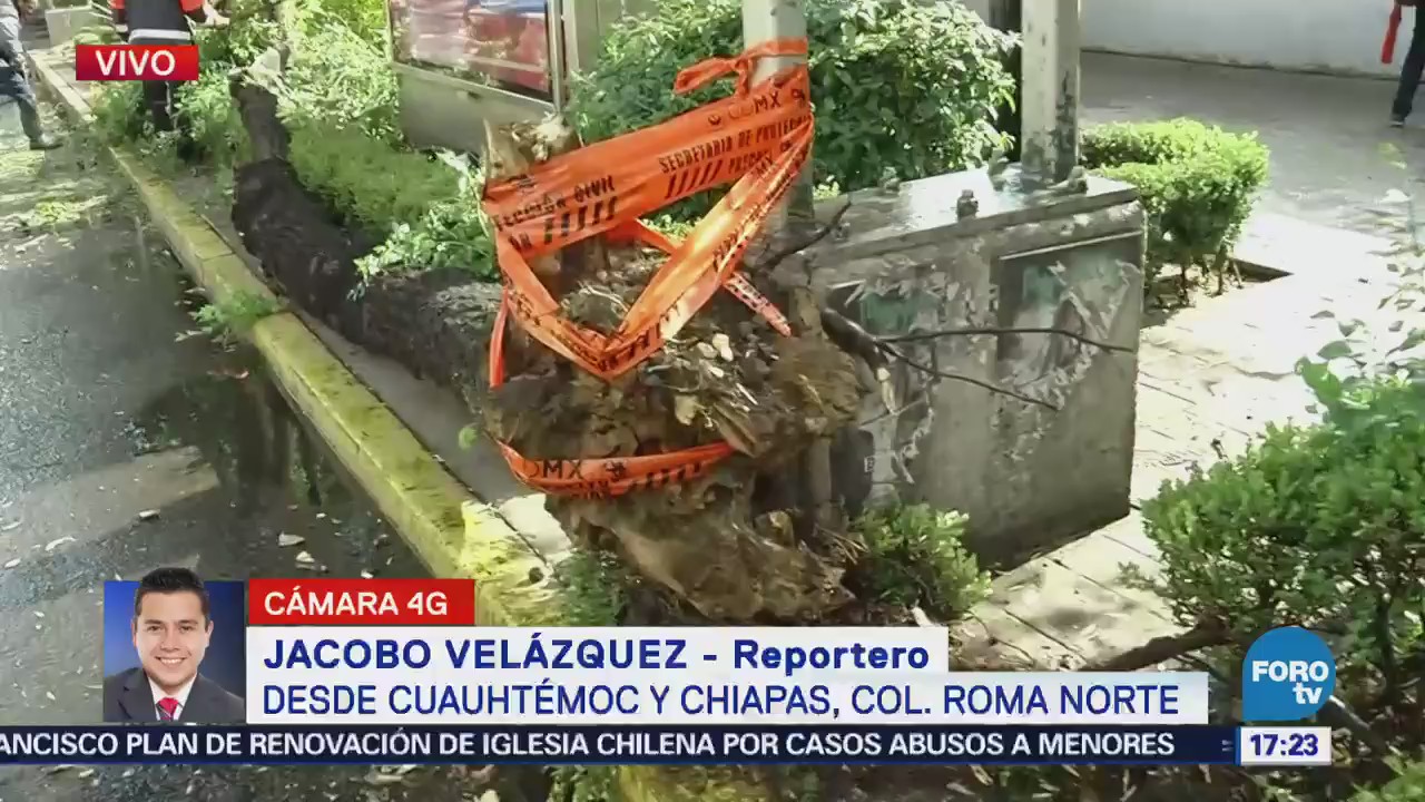 Se desploma árbol en Cuauhtémoc y Chiapas