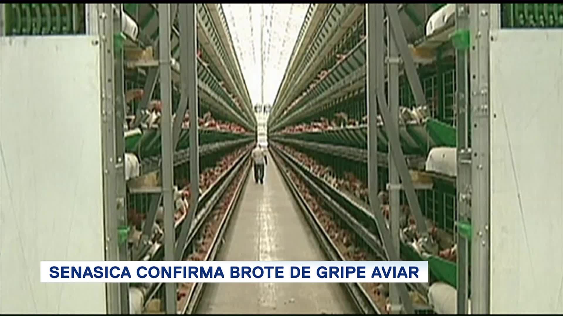 Senasica Confirma Brote Gripe Aviar Influenza