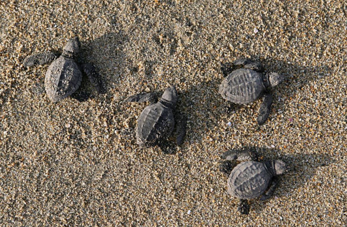 Concluye temporada de anidación de tortugas golfinas en costas de Oaxaca