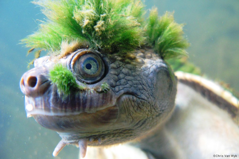tortuga-punk-pelo-verde-que-respira-ano-esta-extinguirse