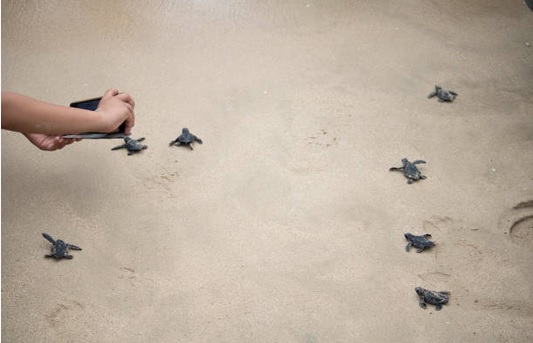 Inicia temporada de desove de tortugas en Campeche