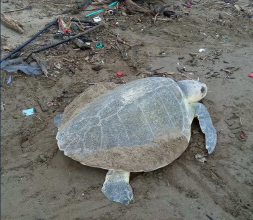 Desovan tres tortugas lora en Coatzacoalcos, Veracruz