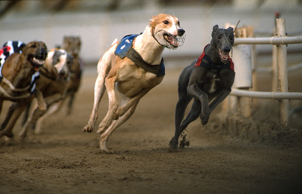 Británicos exigen que se detenga el sacrificio de perros galgos de carreras