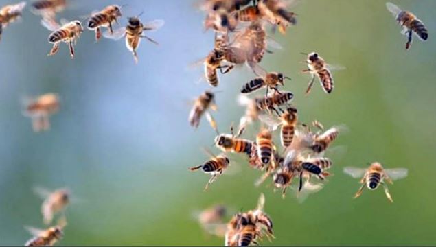 ue valida limitar uso insecticidas proteger abejas