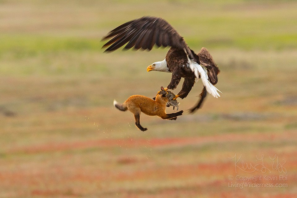Fotógrafo captura dramática batalla entre un águila y un zorro por un conejo
