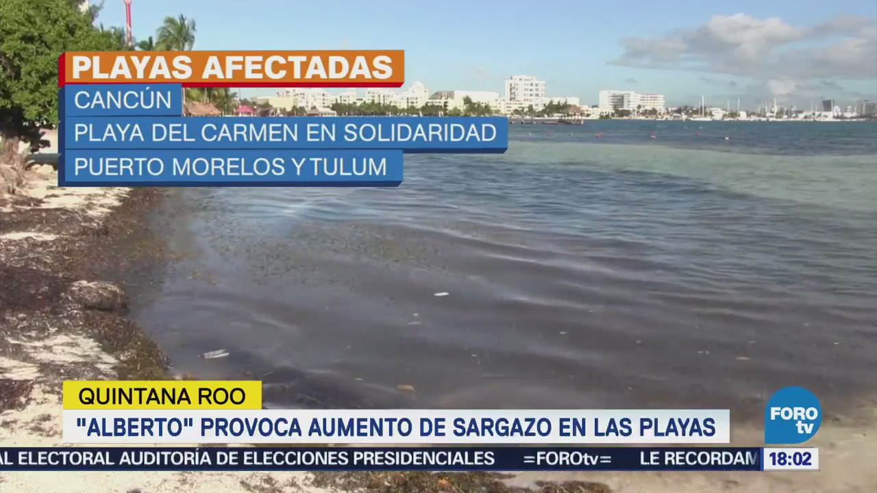 'Alberto' provoca aumento de sargazo en playas de Cancún