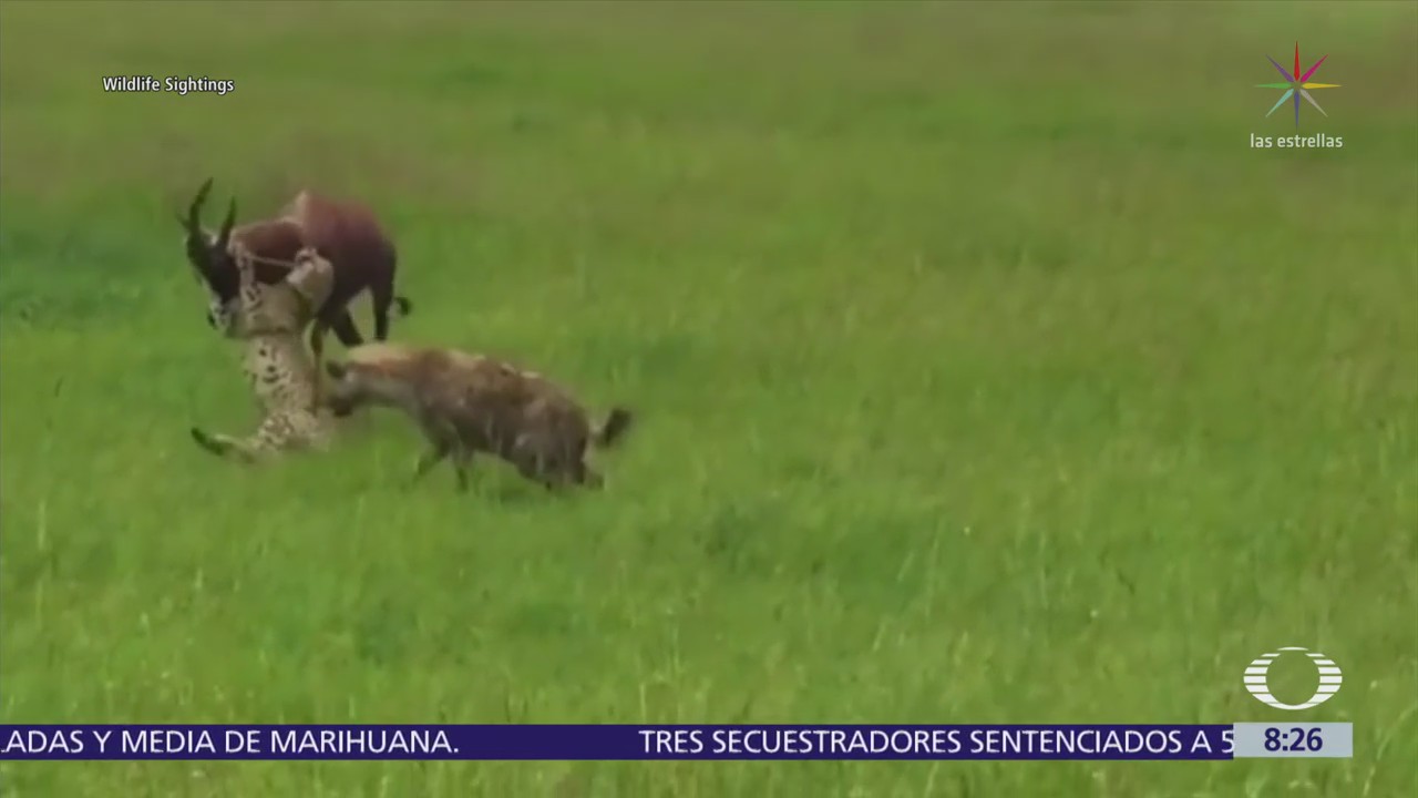 Antílope escapa del ataque de cinco guepardos