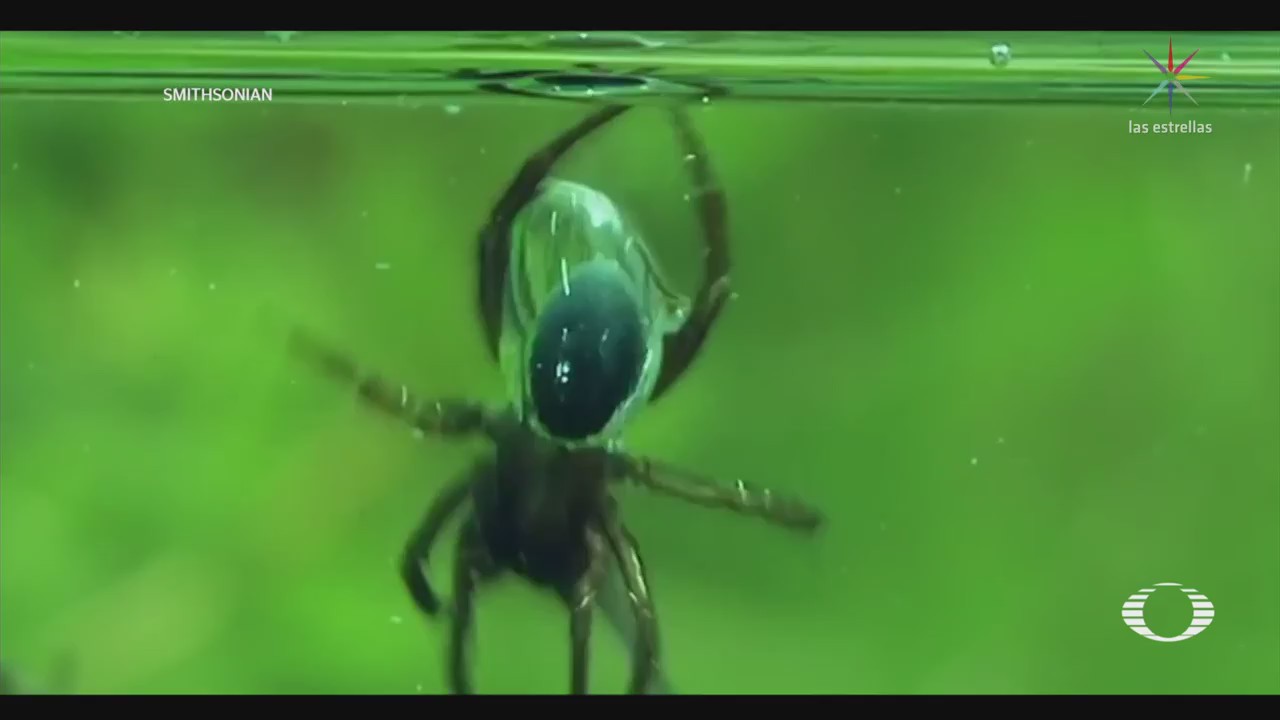 Araña utiliza escanfadra para permanecer bajo