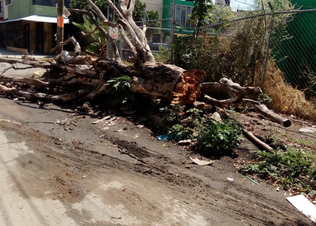 Reportan al menos 35 árboles caídos por lluvias en Guadalajara, Jalisco