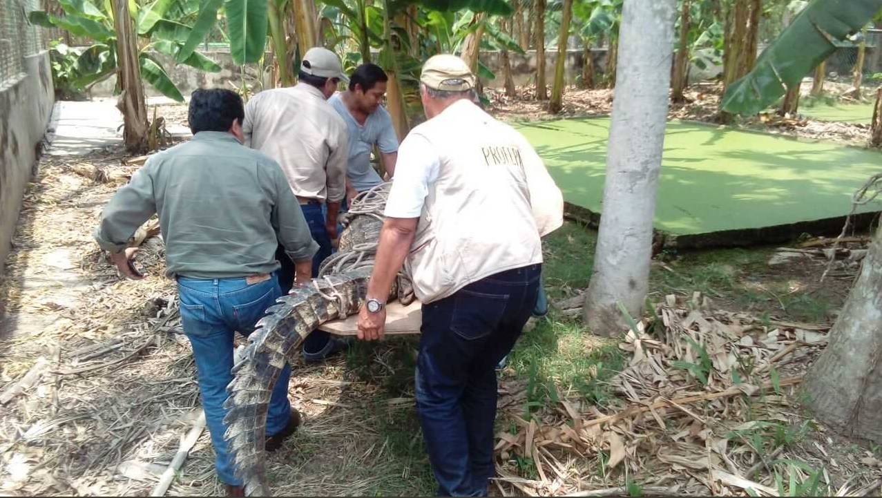 Aseguran dos cocodrilos dentro de una empresa en Villahermosa, Tabasco