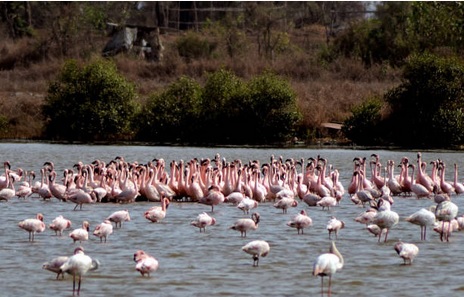 Península de Yucatán santuario de aves migratorias